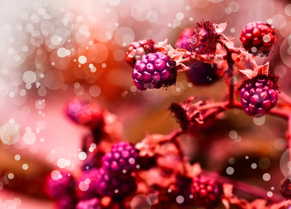 Close-up de amoras-pretas em um arbusto — Fotografia de Stock