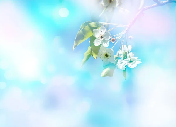Ramo de cerejeira em flor. — Fotografia de Stock