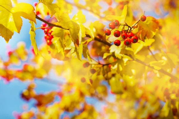Κίτρινα φύλλα και κόκκινα μούρα — Φωτογραφία Αρχείου