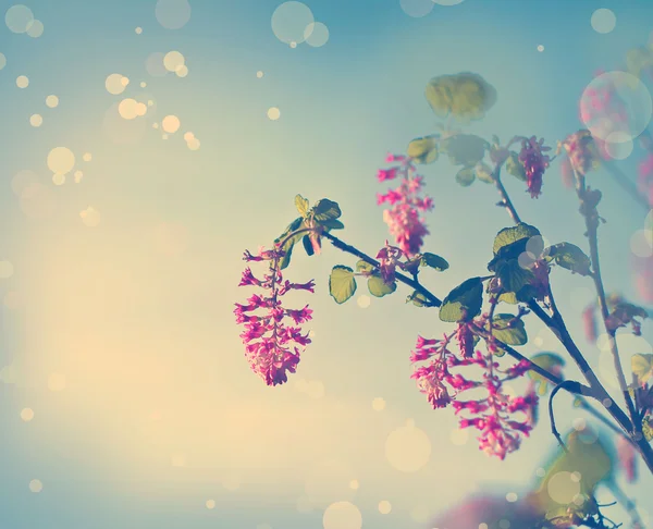 Leuchtend rosa Blüten — Stockfoto