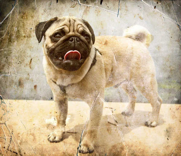 Close-up van pug puppy — Stockfoto