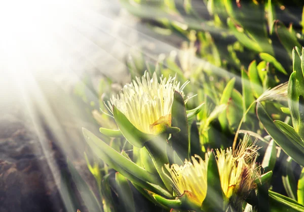 Planta de gelo branco Flores ao sol — Fotografia de Stock