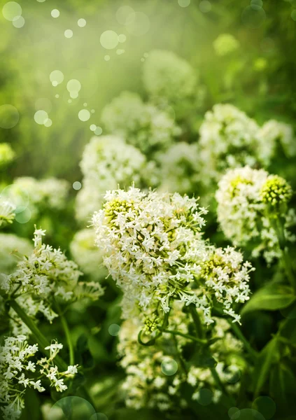 Fiori bianchi che fioriscono cespuglio sotto il sole — Foto Stock