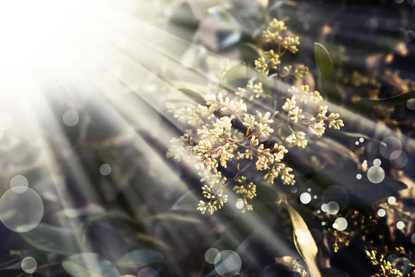 Λευκά λουλούδια ανθισμένο θάμνο στον ήλιο — Φωτογραφία Αρχείου