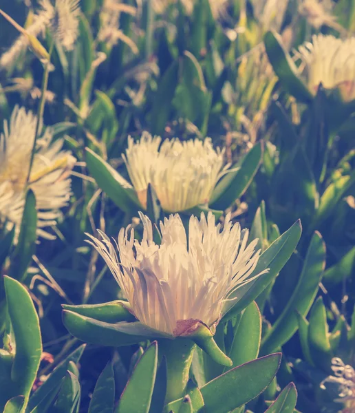 Planta de Hielo Blanco Flores al sol — Foto de Stock