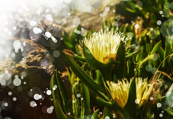 太陽の下で白いアイス プラントの花 — ストック写真