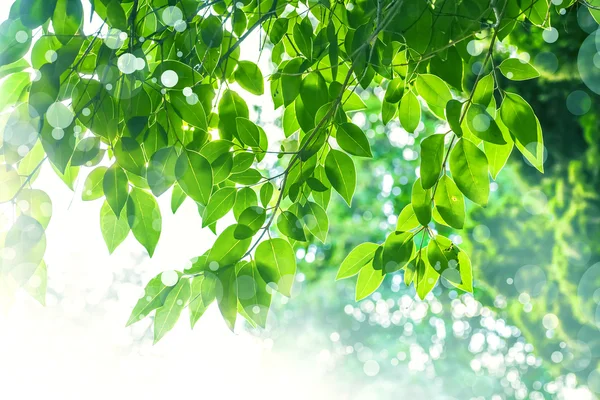Зеленые листья на ветвях деревьев — стоковое фото
