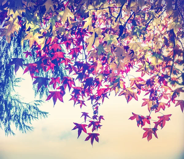 Colorful leaves on a tree — Stock Photo, Image