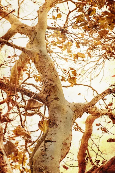 Großer, gealterter und verwitterter Baum — Stockfoto