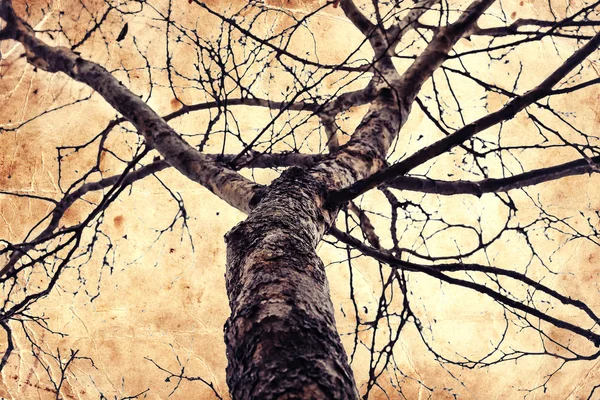 Staré a omšelé strom — Stock fotografie