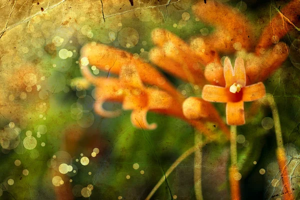 Yeşil arkaplanda turuncu çiçekler — Stok fotoğraf