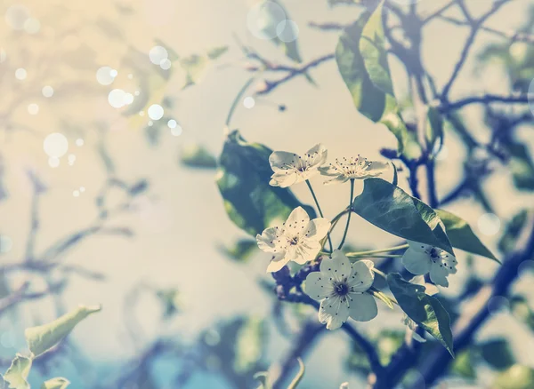 Körsbärsträd i blom. — Stockfoto