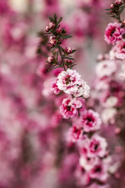 粉色花背景 — 图库照片