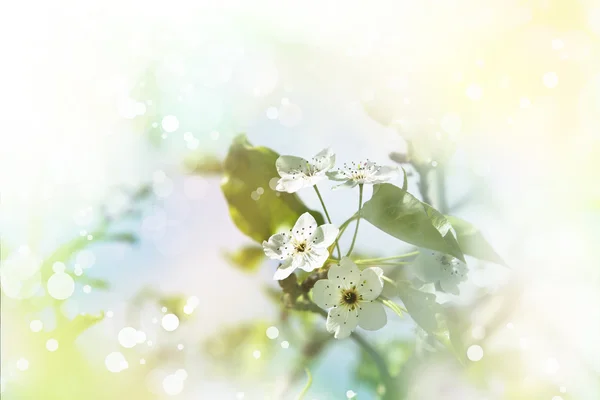 Kirschbaumzweig in voller Blüte. — Stockfoto