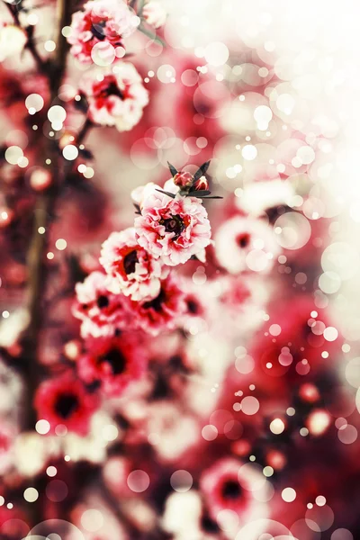 Pink  flowers background — Stock Photo, Image