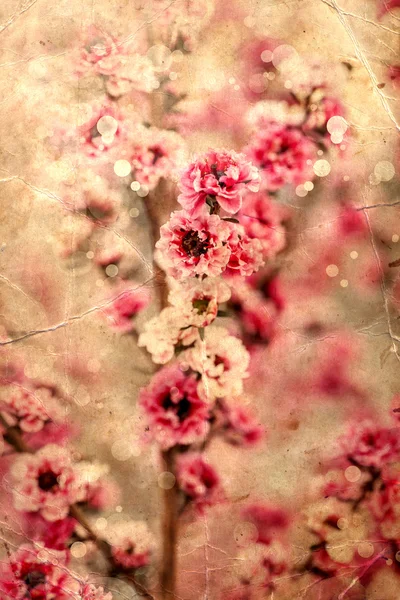 Kiraz ağacı çiçeği. — Stok fotoğraf