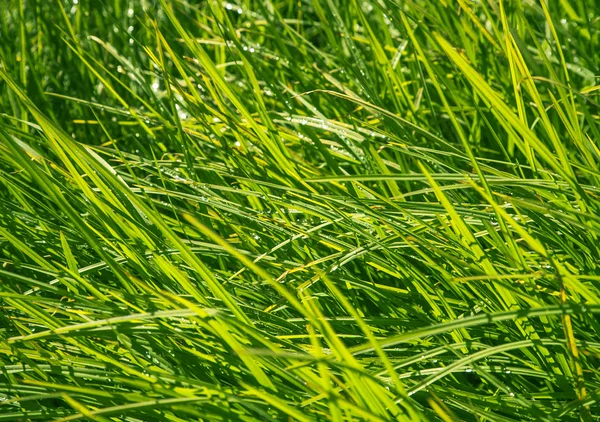 Fresh green grass — Stock Photo, Image