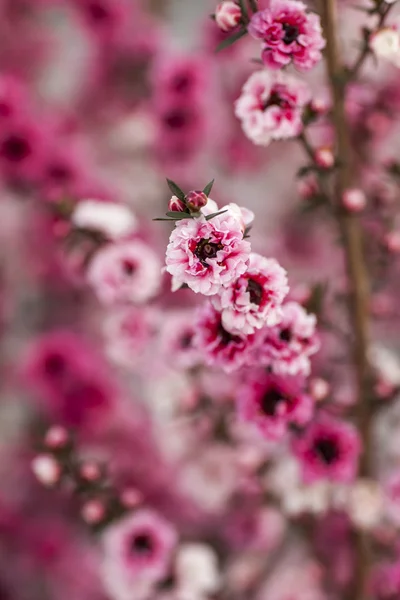 Fond fleurs roses — Photo