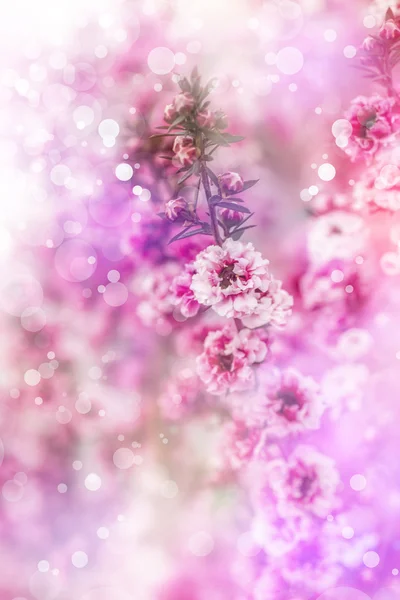 Розовые цветы фон — стоковое фото