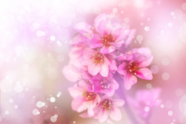 Pink  flowers background — Stock Photo, Image