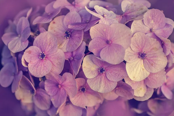 Pink purple flower background — Stock Photo, Image