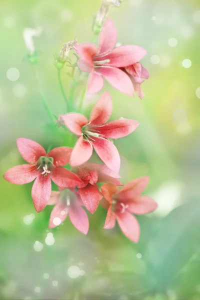 Beautiful red lilies — Stock Photo, Image