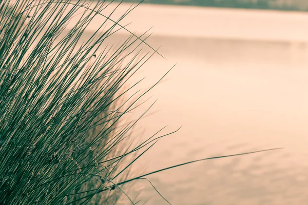 Frisches dichtes Gras — Stockfoto