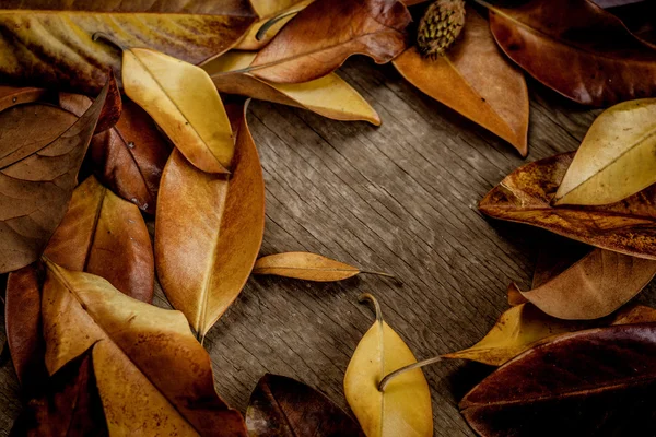 Fondo de otoño con hojas — Foto de Stock