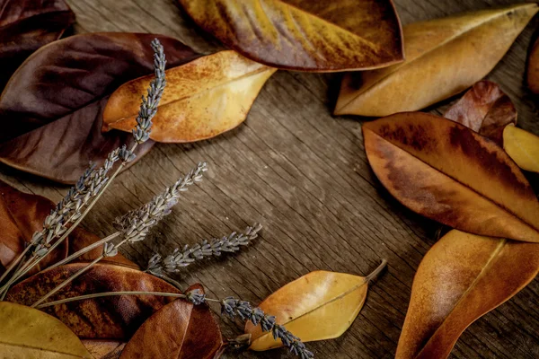 Fundo de outono com folhas — Fotografia de Stock
