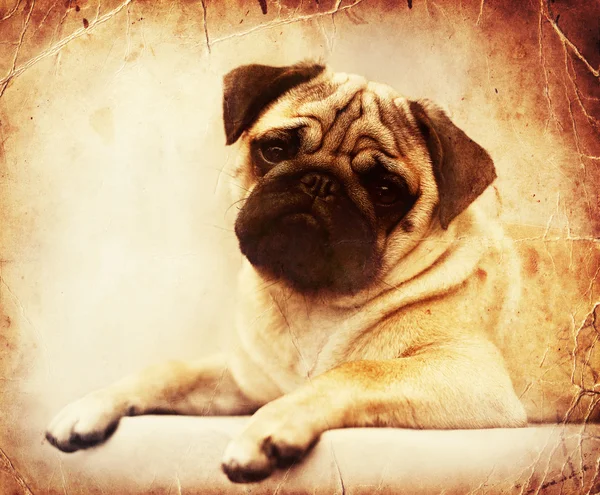 Güzel erkek Pug köpek yavrusu — Stok fotoğraf