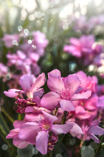 美丽的粉红色花朵 — 图库照片