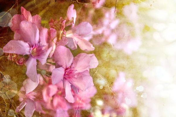 Hermosas flores rosadas — Foto de Stock