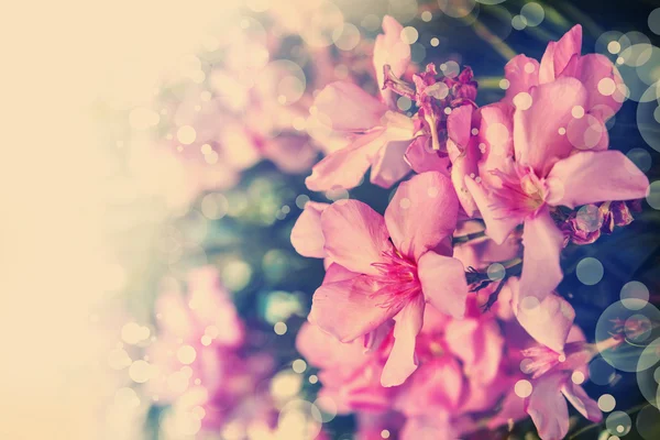 Hermosas flores rosadas — Foto de Stock