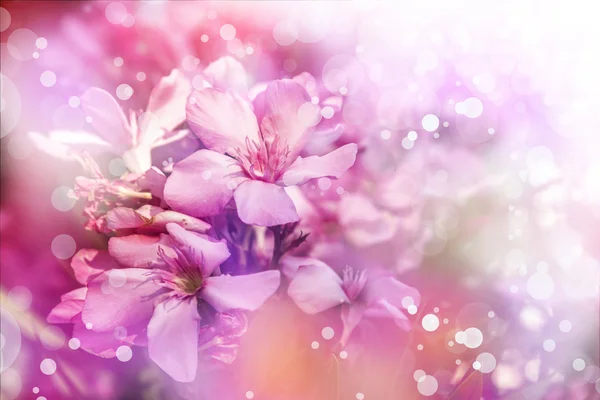 Beautiful pink flowers — Stock Photo, Image