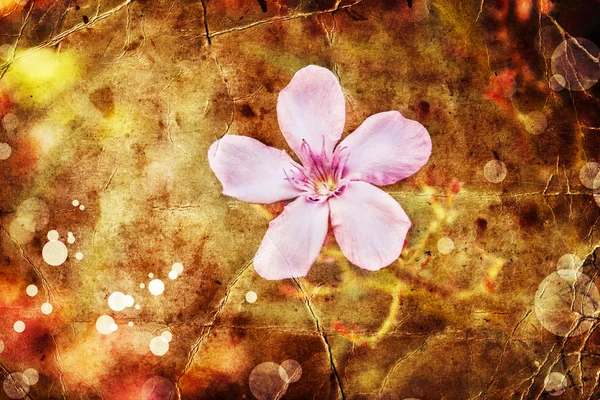 Beautiful pink flower — Stock Photo, Image