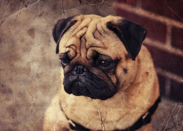 Erkek Pug köpek yavrusu — Stok fotoğraf