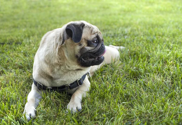 Pug puppy met een grote glimlach aanbrengen in gras — Stockfoto