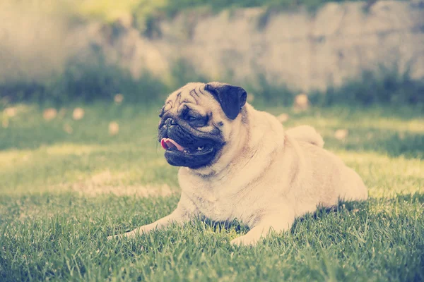 Pug puppy with a huge smile siting in grass — Stock Photo, Image