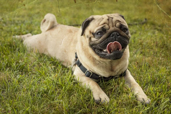 Pug puppy met een grote glimlach aanbrengen in gras — Stockfoto