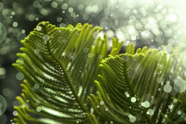 모피-나무의 녹색 지점 — 스톡 사진