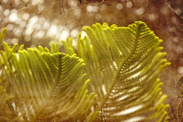 Las ramas verdes del abeto —  Fotos de Stock