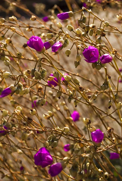 Mooie roze bloemen — Stockfoto