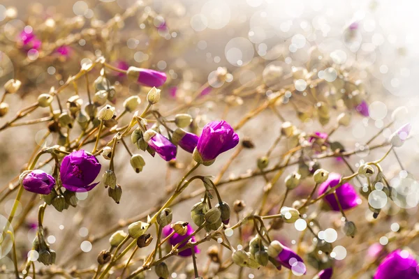 Schöne rosa Blüten — Stockfoto