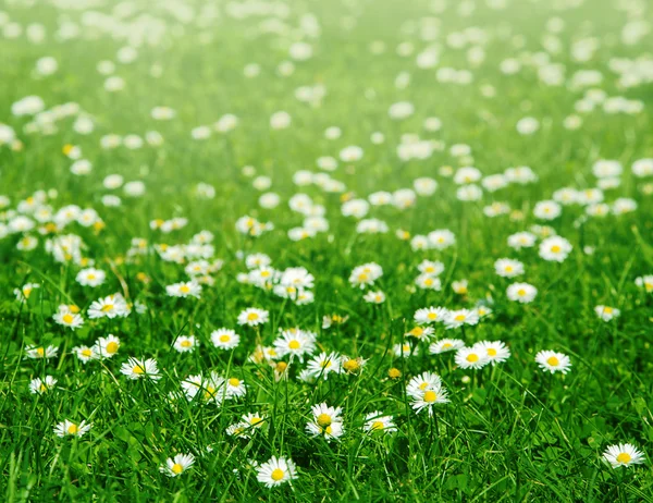 Grünes Gras und Kamillenblüten — Stockfoto