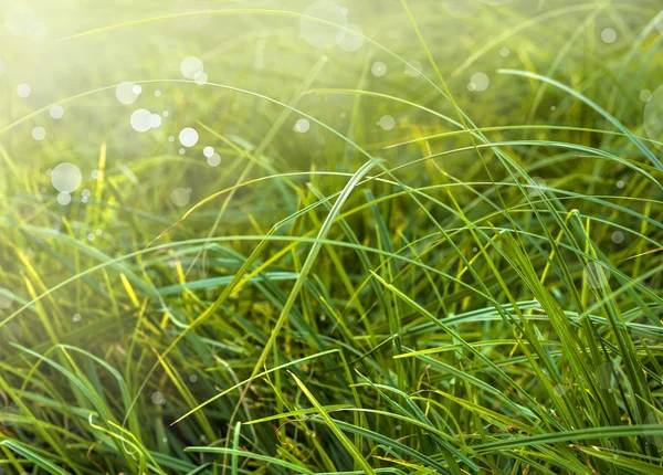 Sfondi naturali con bokeh — Foto Stock