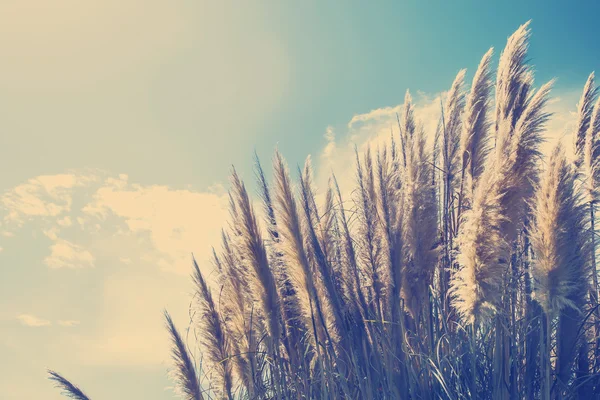 Gras tegen bewolkte hemel — Stockfoto