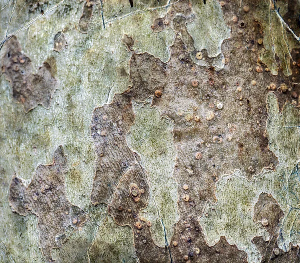Tree bark textured background — Stock Photo, Image