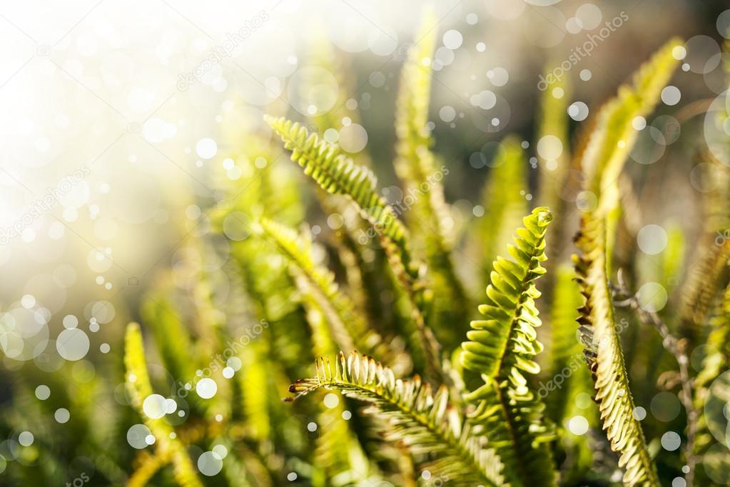 Natural backgrounds with bokeh and drops