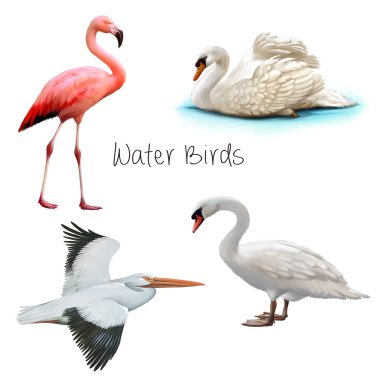 Kuğu, flamingo, Pelikan yan görünüm