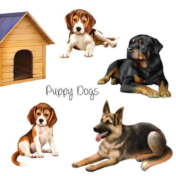 Puppies and dogs isolated on white background. — Stock Photo, Image